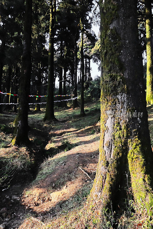 美丽的松林(针叶林)的lepcha jagat，喜马拉雅山麓的山坡附近大吉岭山站在西孟加拉邦，印度